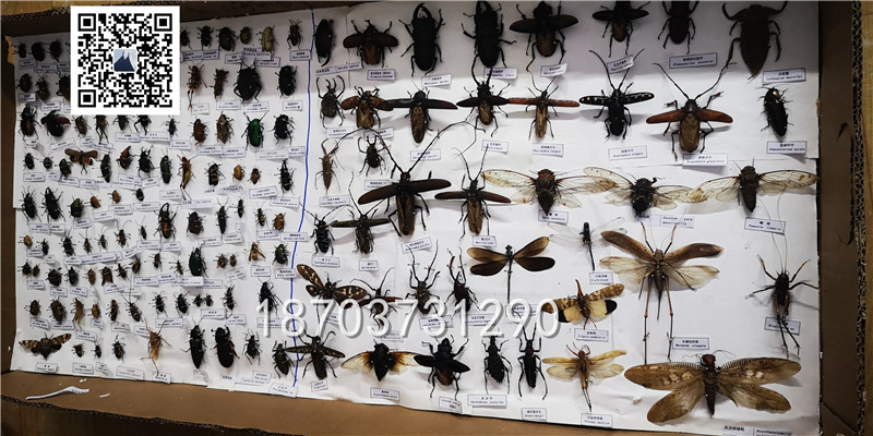 蝴蝶昆蟲標本 (5)